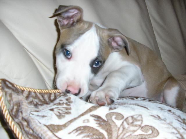 Fotky: Americk� staford�irsk� terier (foto, obrazky)