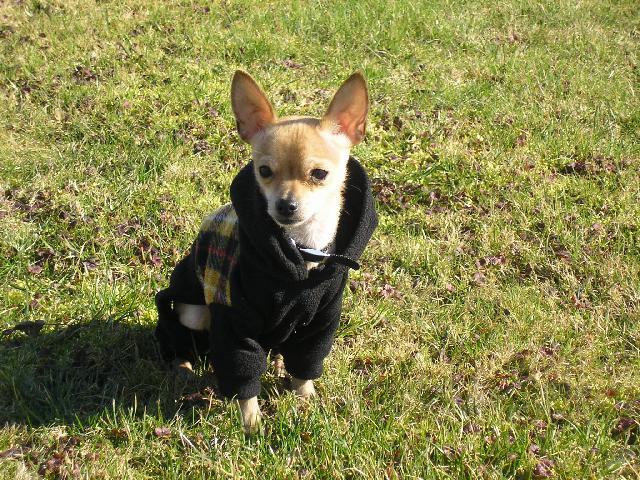 Fotky: �ivava (Alternativn�) (foto, obrazky)