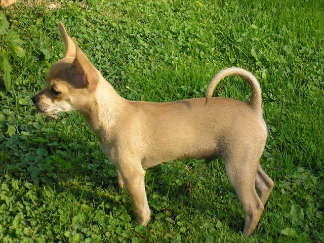 Fotky: �ivava (Alternativn�) (foto, obrazky)