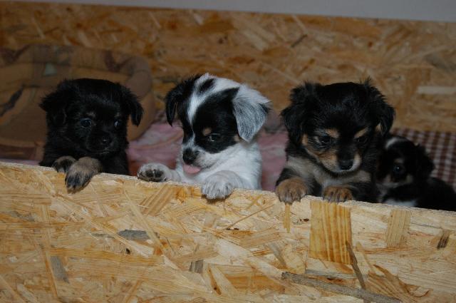 Fotky: �ivava (Alternativn�) (foto, obrazky)