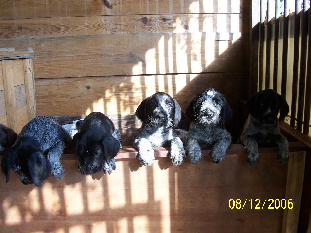 Fotky: N�meck� dr�tosrst� oha� (foto, obrazky)