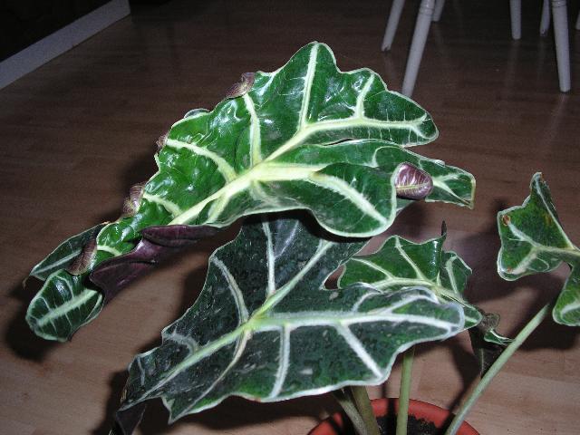 Fotky: Rady pro p�stov�n� rostlin (foto, obrazky)