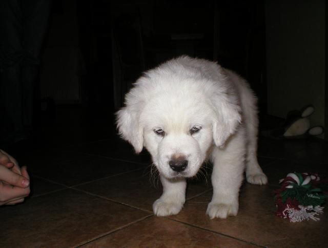 Fotky: Slovensk� �uva� (foto, obrazky)