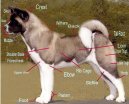 Americká akita