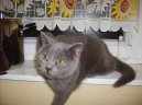Koky: Klidn > Britsk krtkosrst koka (colourpoint) (Kitten in the house)