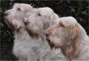 Italský spinone
