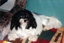 Petit chien lion, Lvíček