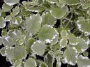 Pokojové rostliny:  > Plektrantus (Plectranthus)