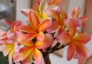 Pokojové rostliny:  > Plumérie (Plumeria alba)