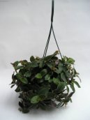 Pokojové rostliny:  > Poděnka, tradeskancie (Tradescantia)