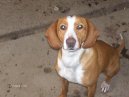 Psí plemena:  > Posávský honič (Posavac Hound, Scent hound)