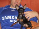 Psí plemena:  > Pražský krysařík (Prague ratter)