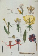 Pokojové rostliny:  > Pupalka Dvouletá (Oenothera biennis)