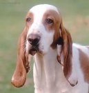 Psí plemena:  > Španělský sabueso (Spanish Hound)