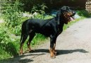 Psí plemena:  > Švýcarský malý honič (Schweizer Niederlaufhunde)