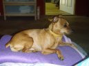 Psí plemena:  > Trpasličí pinč (Zwergpinscher)