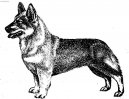 Psí plemena:  > Švédský valhaund (Swedish Vallhund)