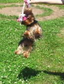 Fotky: York��rsk� terier (foto, obrazky)