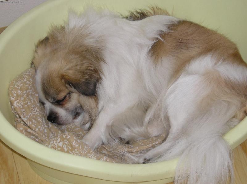 Foto: Tibetsk� �pan�l Shady