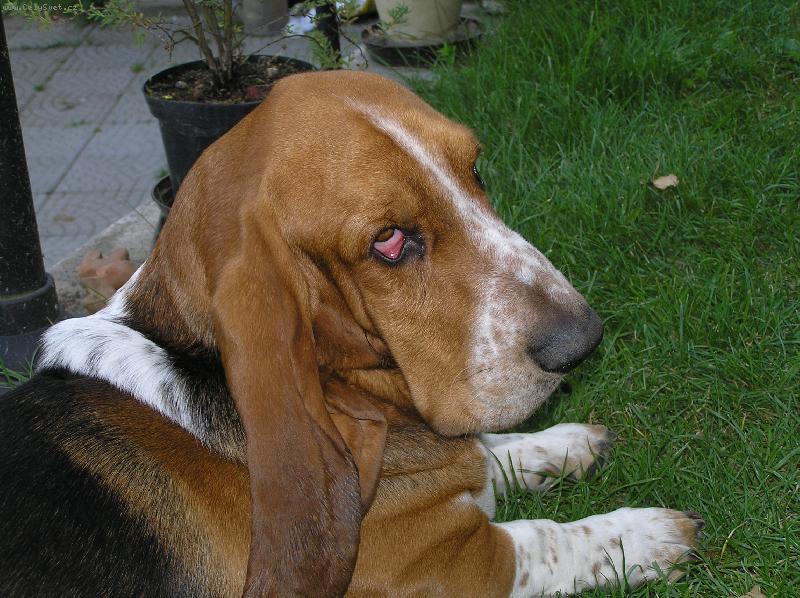 Foto: Pro smutn� oko by jste mu i korunu dali