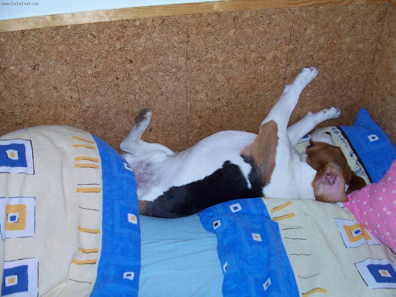 Foto: ozzy-prost� jeho obl�ben� �inost