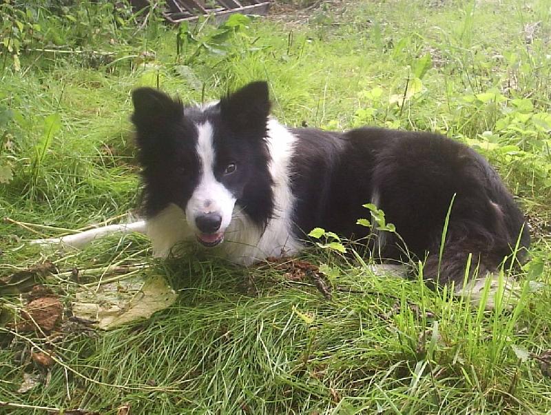 Foto: Car suleana-v�ce na www.kozi-farma.cz