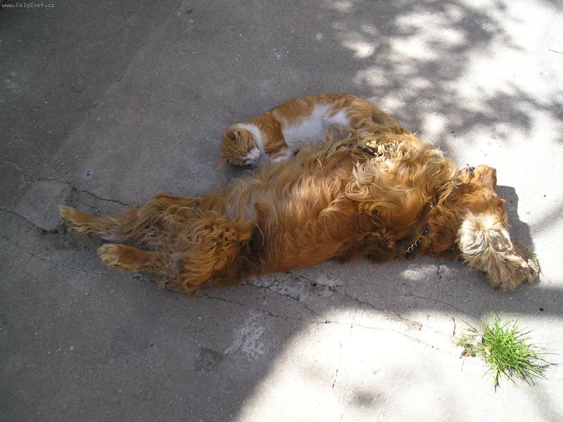 Foto: jesin-jesik a salem