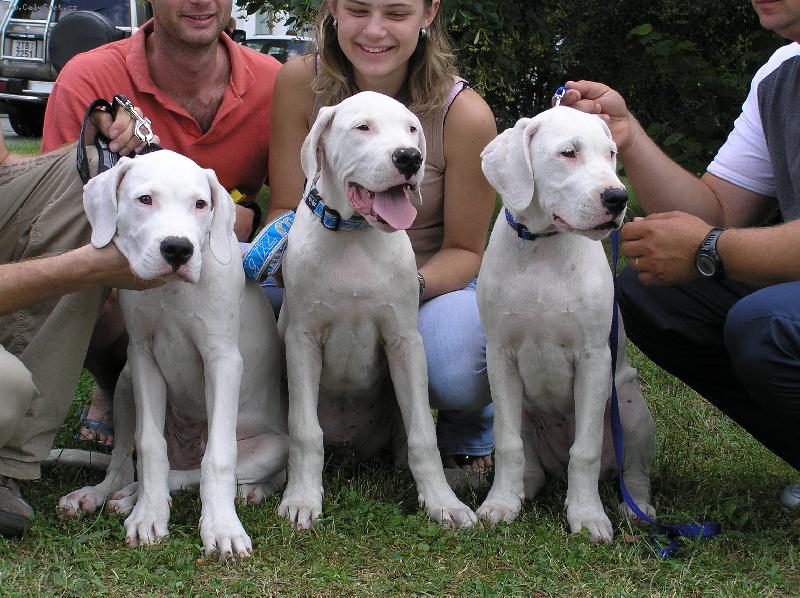 Foto: sourozenci Blansk� les-Diego   Dauntless   Damia