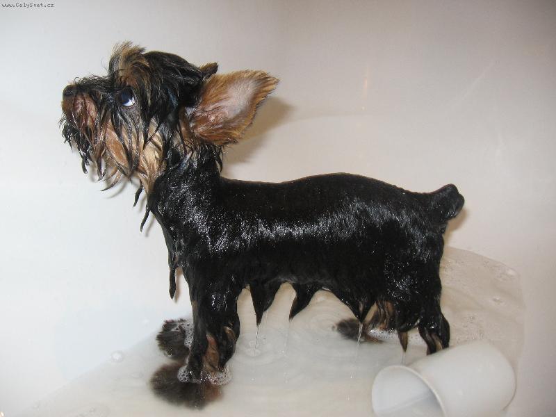 Foto: Kulturista-3 m�s��n� ��n��ek