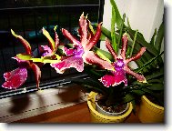 orchidej - Zygopentalum