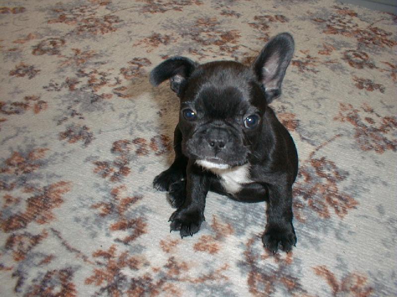 Foto: sed�c� ps� modelka