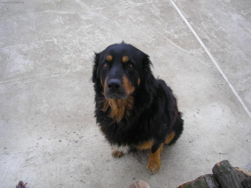 Foto: n� pejsek-nem� tam n�co dobr�ho pros�m