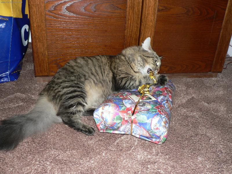 Foto: V�noce a Mil��ek-SAKRA ,TO NEJDE ROZD�LAT