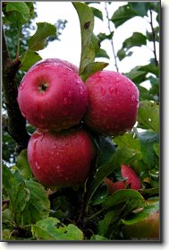 Fotosout�: Rub�n