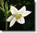 Eucharis, líbenka