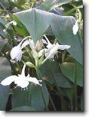 Eucharis, líbenka