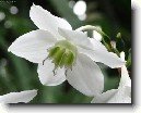 Eucharis, líbenka