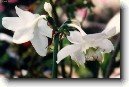 Eucharis, líbenka