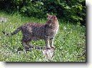 Ocicat kočka