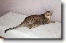 Ocicat kočka