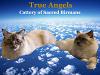 Chovatelska stanice psů: TRUE ANGELS