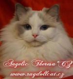 Chovatelska stanice psů: ANGELIC THERESA*CZ