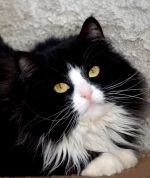 Chovatelska stanice psů: FELINE PARADISE * CZ